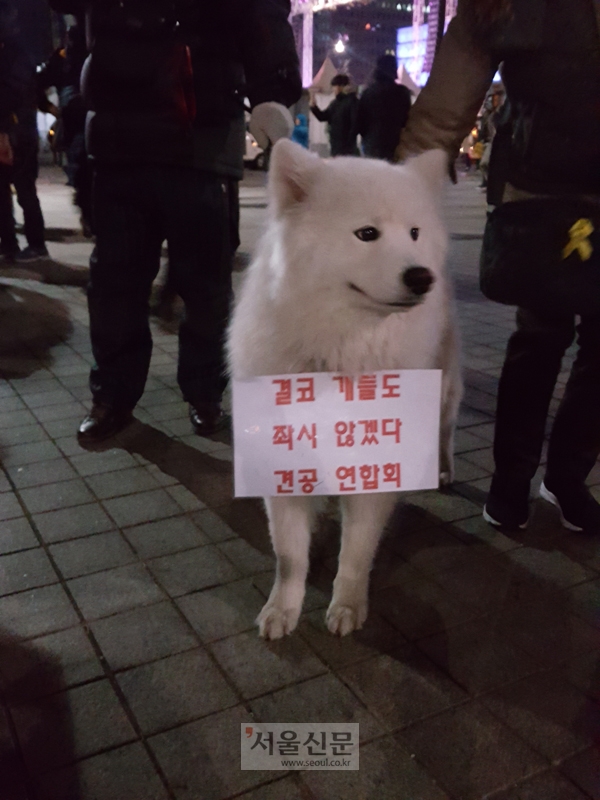 [오늘 7차 촛불집회] 탄핵가결 후 묵직해진 패러디