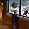 5살 소년과 교감하는 동물원 새끼 고릴라 ‘거스’