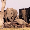 ‘잘 가, 친구야!’ 죽은 동료 떠나지 못하는 코끼리 무리