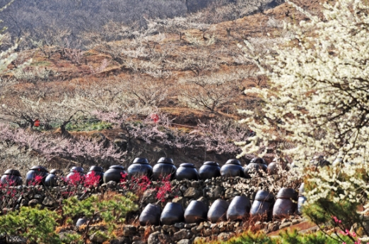 그래, 너를 보니 봄… 섬진강 따라 남도 밝히는 꽃등불