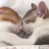 나란히 누워 ‘꿀잠’ 자는 쌍둥이 고양이
