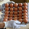 해충 퇴치용 성분이 달걀에…유럽서 ‘살충제 달걀’ 우려 확산