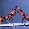 소통의 결정체, 개미… 인류 공존에 던진 희망