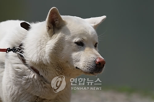 목줄 없는 풍산개 산책하던 푸들 물어 죽여