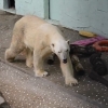 여전히 열악한 사육 환경…케어가 공개한 에버랜드 북극곰 통키 근황