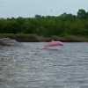 미국 해안서 포착된 희귀종 ‘분홍 돌고래’