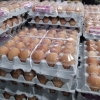 살충제 계란, 국내에 얼마나 유통됐나…이미 상당량 소진 가능성