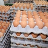 [서울포토] 출하를 기다리는 계란들