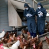 살충제 계란 파문, 왜 발생했나?…비좁은 닭장서 살충제 뿌리고 사육