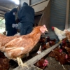 살충제 달걀 공포에 “치킨 먹어도 되나요”…시민들, 닭고기 안전성도 우려