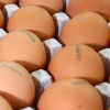 ‘살충제 계란’ 농장서 생산된 달걀엔 ‘08마리’·‘08 LSH’ 표시