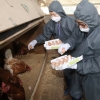 ‘피프로닐’ 정기 검사는 올해 처음…그동안 ‘살충제 달걀’에 무방비