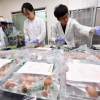 강원도, ‘살충제 검출’ 철원 산란계농장 계란 회수·폐기 지원