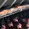 ‘살충제 계란’ 추가 적발 농장은 철원 ‘지현’, 양주 ‘신선2’