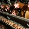 “닭고기에서 기준치 6배 달하는 구충제 성분 검출”