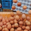 대구 산란계 농장 3곳 살충제 불검출…하루 계란 25만개 생산