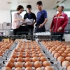친환경 농가 60곳에서 ‘살충제 계란’ 추가 발견