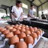 대형 마트서 유통 중인 달걀서 살충제 성분 검출...전국 6농가 초과(종합)