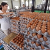 [서울포토] 반출 적합 판정받은 계란 선별작업