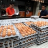 피프로닐·비펜트린 이어 ‘에톡사졸’ 살충제 계란 확인…대전서 검출