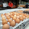 ‘살충제 계란’ 새로 검출된 에톡사졸·플루페녹수론…“간손상·빈혈 가능성”