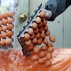 경북서 살충제 계란 36만개 회수·폐기