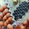 살충제 달걀 전수조사 ‘엉터리?’…뿌린 적 없는데도 “검출” 뒤 취소
