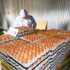 살충제 계란 농장 무더기 검출…국민 1인당 연간 12.5개 먹은 셈