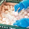 대만서도 살충제 계란 적발…2000개 농장 전수조사