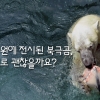 [카드뉴스] 동물원에 전시된 북극곰, 이대로 괜찮을까요?