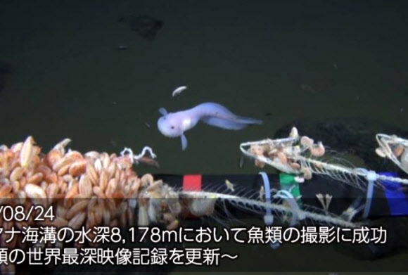 마리아나 해구 수심 8천178ｍ에서 촬영한 물고기 일본 해양연구개발기구와 NHK가 현존 세계기록보다 26ｍ 더 깊은 수심 8천178ｍ 지점에서 심해어를 촬영하는 데 성공했다. 일본 해양연구개발기구가 촬영에 성공한 이번 심해어 영상은 중국이 보유하고 있는 최고 기록을 26ｍ 경신한 것이다. 사진은 마리아나 해구 수심 8천178ｍ에서 촬영한 심해꼼치 종류로 추정되는 물고기. 일본 국립해양연구개발기구 홈페이지 캡처