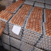 살충제 공포증 여전… “달걀 한 판 500원” 농가 줄폐업 위기