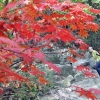 가을산의 붉은 유혹