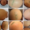 8월부터 달걀 생산환경 공개…숫자 ‘1’ 의미는