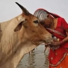 [글로벌 인사이트] 소 잡으면 종신형…인도 농축산업 망하겠소