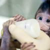 중국, 세계 처음으로 ‘영장류’ 원숭이 복제 성공