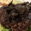 왕거미 ‘타란툴라 햄버거’ 파는 식당