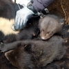 지리산 반달곰 60마리 육박… 새끼 11마리 출생