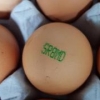 ‘살충제 3배 초과’ 나주 달걀 전량 폐기