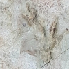 1억년 전의 새로운 척추동물 발자국 반구대 주변서 발견···“4족 보행 척추동물”