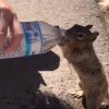 “물 좀 주세요”, 관광객에게 물 얻어 마신 목마른 다람쥐