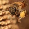 꿀벌도 ‘무’(無)를 이해한다