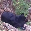 세계 최초 인공수정 반달가슴곰 새끼 출산…올해 가을 방사 예정