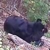 세계 첫 ‘인공수정’ 반달가슴곰, 적응 훈련 후 올가을 야생으로