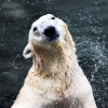 [포토] 국내 유일 북극곰 ‘통키’ 영국 야생공원으로