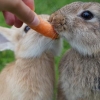 “토끼한테 당근은 해롭다”…충격에 빠진 토끼 주인들