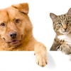 “개와 고양이는 식용이 아닙니다” 식용금지법 제정 촉구