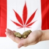 캐나다 ‘기호용 마리화나’ G7국가 중 첫 전면 합법화