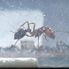 인천항서 처음으로 붉은불개미 여왕개미 발견…검역당국 긴장