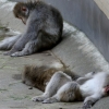 [포토] ‘꿀잠중’ 일본 원숭이의 피서
